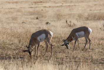 Pronghorn Antelope Bucks in Grand Teton National Park Wyoming in Autumn