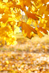 autumn yellow leaves on a tree in the park. free space for text. vertical photo