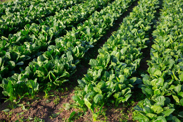 Fototapeta na wymiar Rows of green spinach on a field. High quality photo