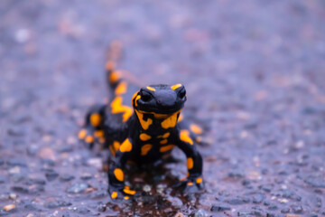 Feuersalamander auf dem Weg zu einem sicheren Laubversteck auf einem gefährlichen Straßenabschnitt 
