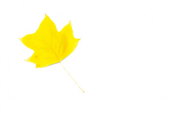 Żółte jesienne liście klonu Princeton Gold na białym tle.