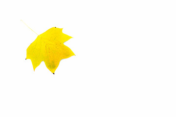 Żółte jesienne liście klonu Princeton Gold na białym tle. - obrazy, fototapety, plakaty