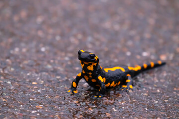 Feuersalamander auf dem Weg zu einem sicheren Laubversteck auf einem gefährlichen Straßenabschnitt 