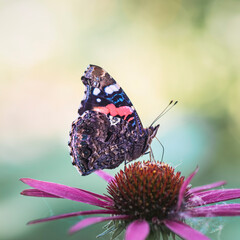 Butterfly Admiral on a pink flower closeup