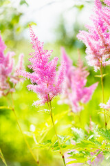Garden pink astilba flower