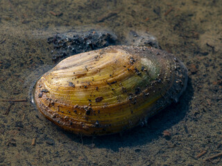 swan mussel Anodonta cygnea in a pond close up