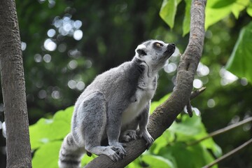 Close up of a Ring tailed lemur, at the Avifauna in The Netherlands.