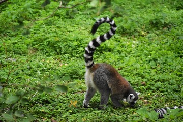 Obraz premium Ring tailed lemur on green grass, at the Avifauna in The Netherlands.