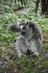 Ring tailed lemur on green grass, at the Avifauna in The Netherlands.