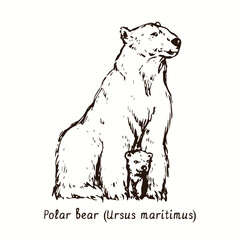 Polar bear (Ursus maritimus) mother bear with cub between front paws. Ink black and white doodle drawing in woodcut style