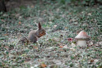Red squirrel sits on ground. Artificial mushroom nearby