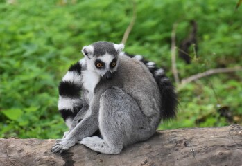 Ring tailed lemur sitting on a tree stump, at the Avifauna in The Netherlands.