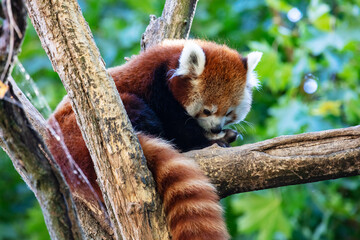 Red panda. Mammal and mammals. Land world and fauna. Wildlife and zoology.
