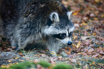 Raccoon. Mammal and mammals. Land world and fauna. Wildlife and zoology.