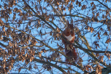 Single squirrel (sciurus) seat on brown branch in the acorn tree and eat. Blue sky. Winter in germany