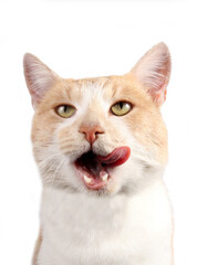 portrait of a cat - 463133682