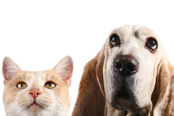 dog and cat - 463133683