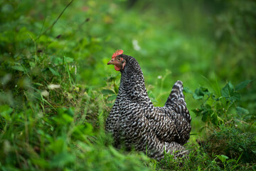 Chicken in a summer meadow
