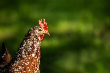Swedish flower hen in a summer meadow