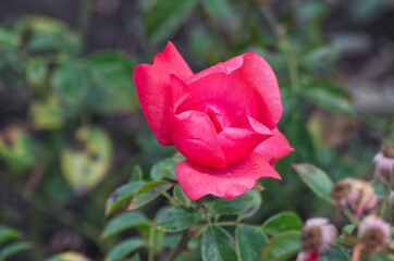 Pink Roses blooming in a Garden