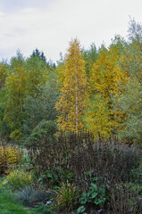 Fototapeta premium Autumn Trees in a Garden