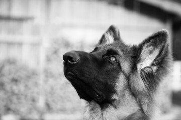 Portrait of a young German shepherd dog, on a wooden background.
