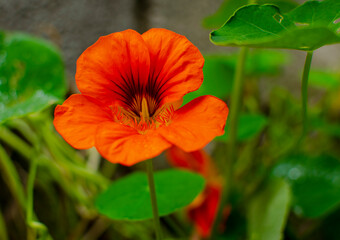 red flower as a background in nature