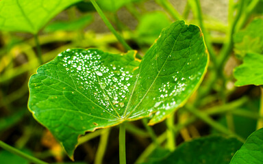 gree flower as a background in nature