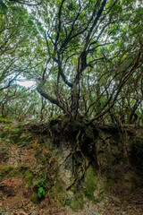  tree roots, cross section of forest landscape