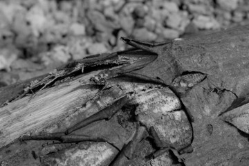 bark of a tree