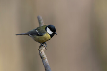 Fototapeta premium great Tit Parus major, a passerine bird, perched