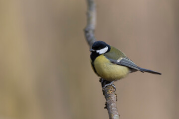great Tit Parus major, a passerine bird, perched