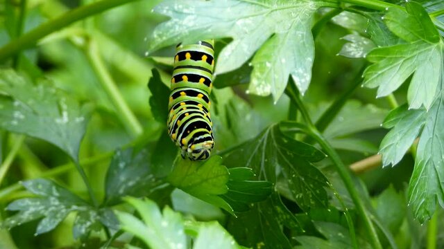 Caterpillar eating parsley