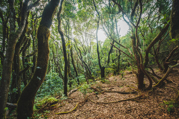 Inside forest, laurel tree landscape,  Anaga Jungle
