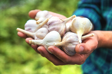 A man farmer holds a harvest of garlic in his hands. Selective focus.
