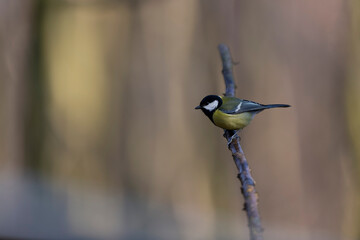 great Tit Parus major, a passerine bird, perched
