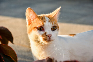 Rudy biały kot. Red white cat. Oczy kota.  - obrazy, fototapety, plakaty