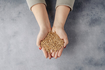 hands hold grains of malt on gray background