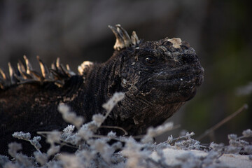 Marine iguana in The Galapagos Islands