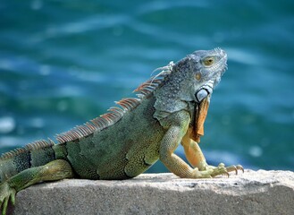 iguana on the rocks