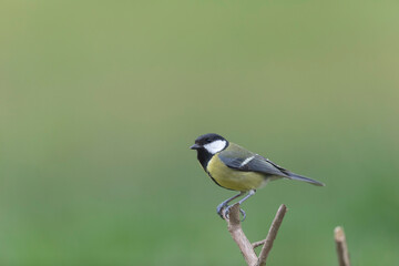 great Tit Parus major, a passerine bird, perched