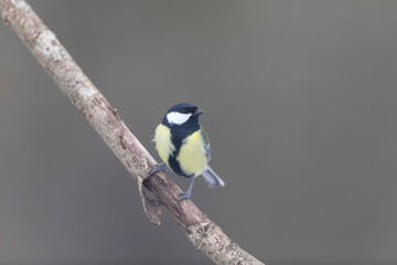 Obraz premium great Tit Parus major, a passerine bird, perched