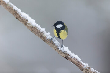 great Tit Parus major, a passerine bird, perched