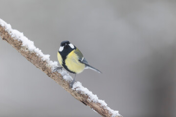 great Tit Parus major, a passerine bird, perched