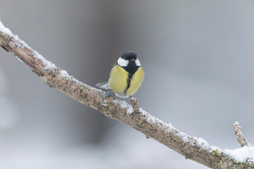 great Tit Parus major, a passerine bird, perched