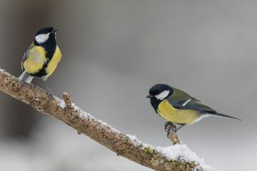 great Tit Parus major, a passerine bird, perched