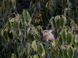 Sparrow in its natural environment.