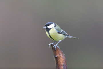 Fototapeta premium great Tit Parus major, a passerine bird, perched