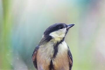 Obraz premium great Tit Parus major, a passerine bird, perched