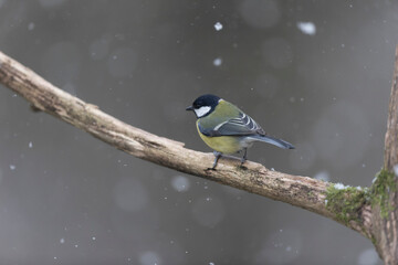 great Tit Parus major, a passerine bird, perched
